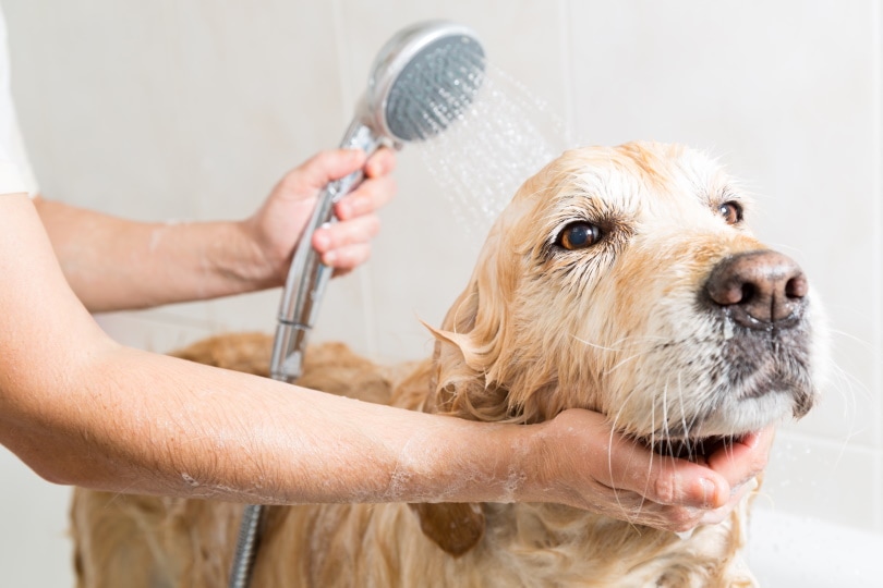 6 Home Remedies to Get Rid of Dog Urine Smells