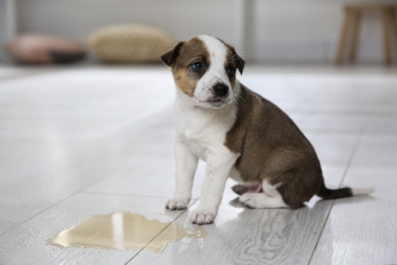6 Home Remedies to Get Rid of Dog Urine Smells