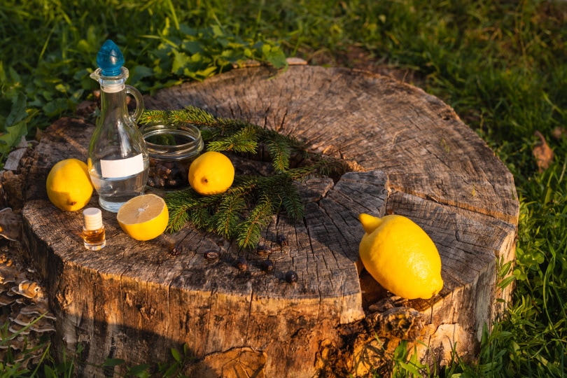 8 Homemade Dog Pee Repellents You Can Create Yourself