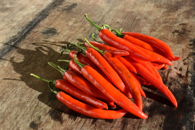 8 Homemade Dog Pee Repellents You Can Create Yourself