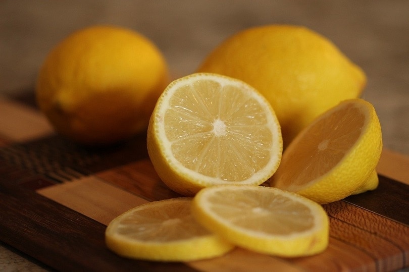 8 Homemade Dog Pee Repellents You Can Create Yourself