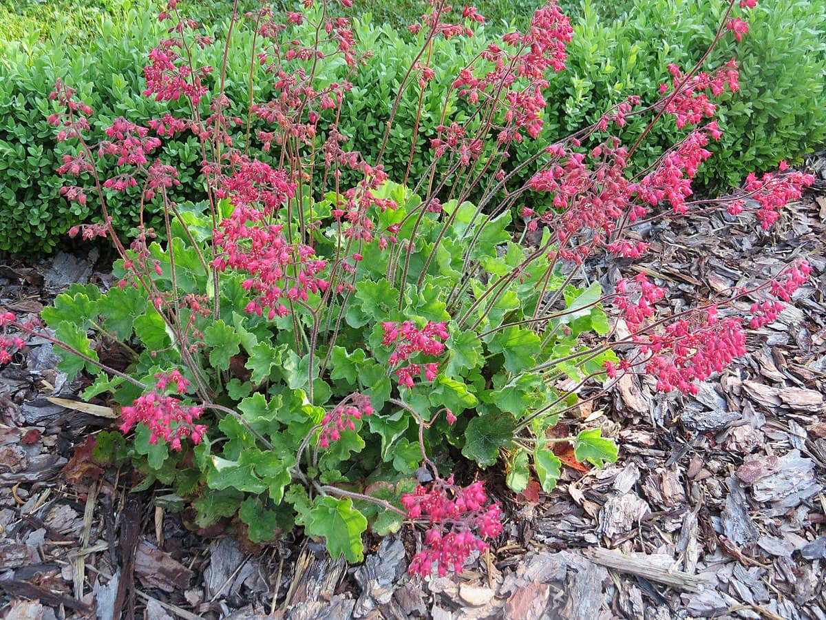 35 Types of Pink Flowers (with Pictures)