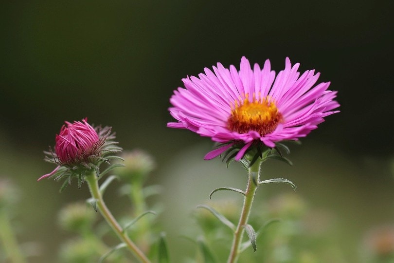 35 Types of Pink Flowers (with Pictures)