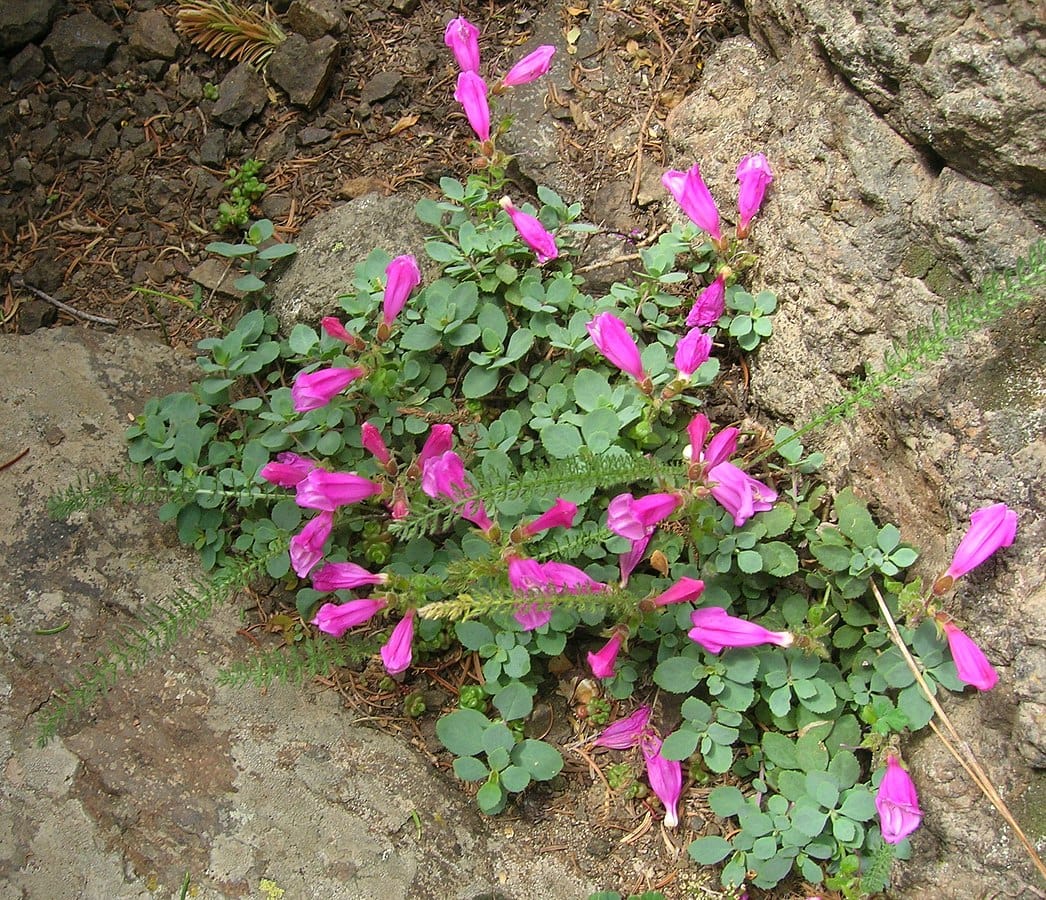 35 Types of Pink Flowers (with Pictures)
