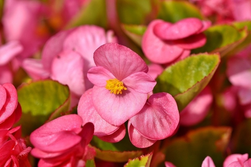 35 Types of Pink Flowers (with Pictures)