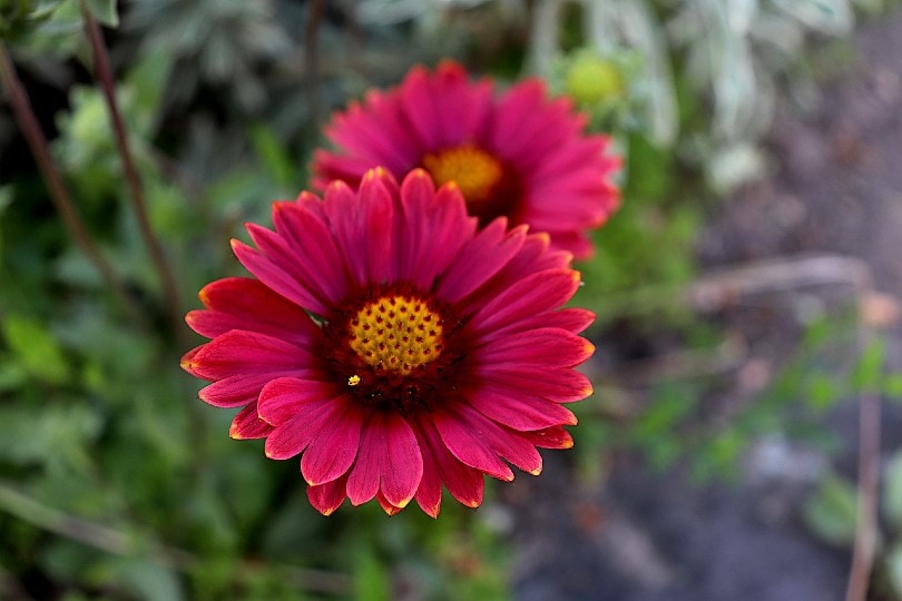 35 Types of Pink Flowers (with Pictures)