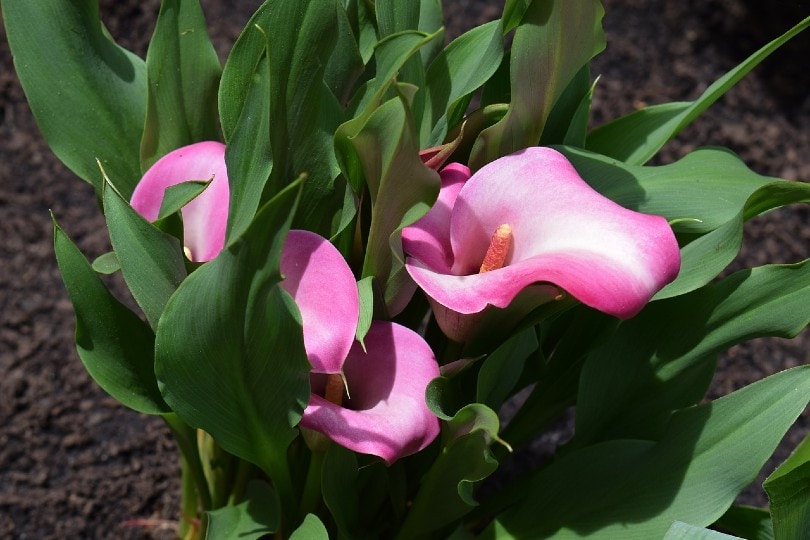 35 Types of Pink Flowers (with Pictures)