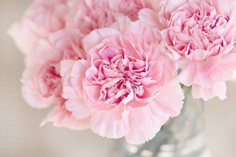 35 Types of Pink Flowers (with Pictures)