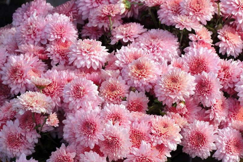 35 Types of Pink Flowers (with Pictures)