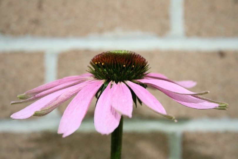 35 Types of Pink Flowers (with Pictures)