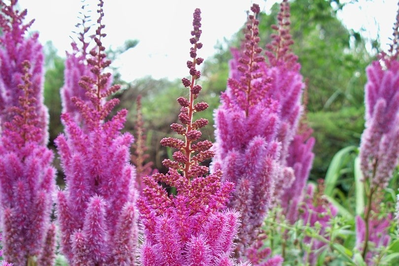 35 Types of Pink Flowers (with Pictures)