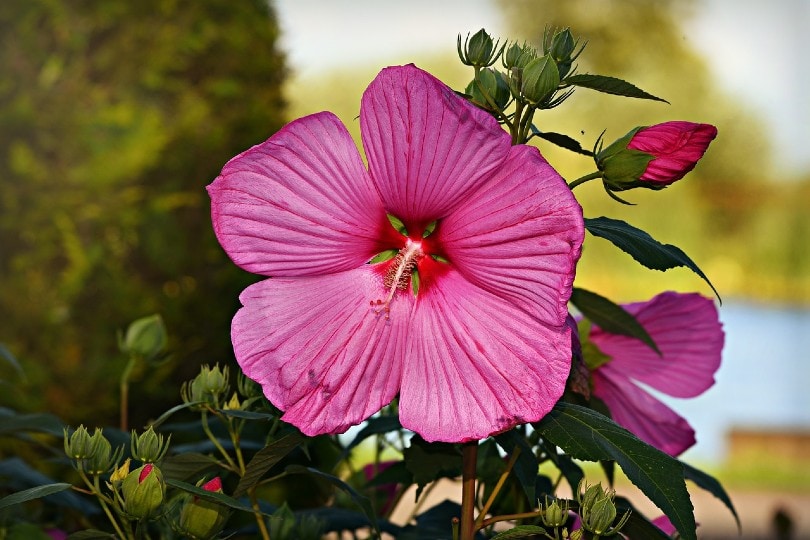 35 Types of Pink Flowers (with Pictures)