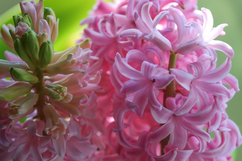 35 Types of Pink Flowers (with Pictures)