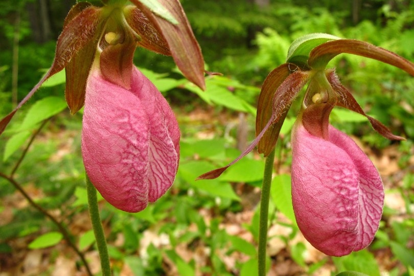 35 Types of Pink Flowers (with Pictures)