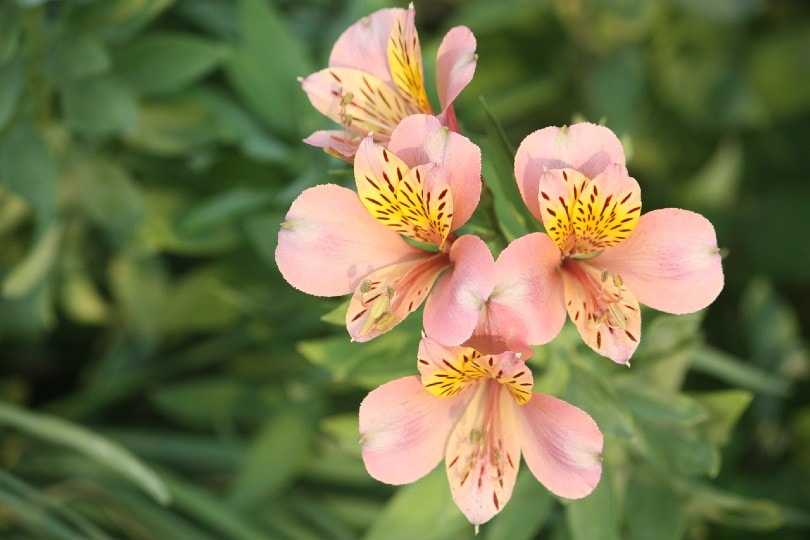 35 Types of Pink Flowers (with Pictures)