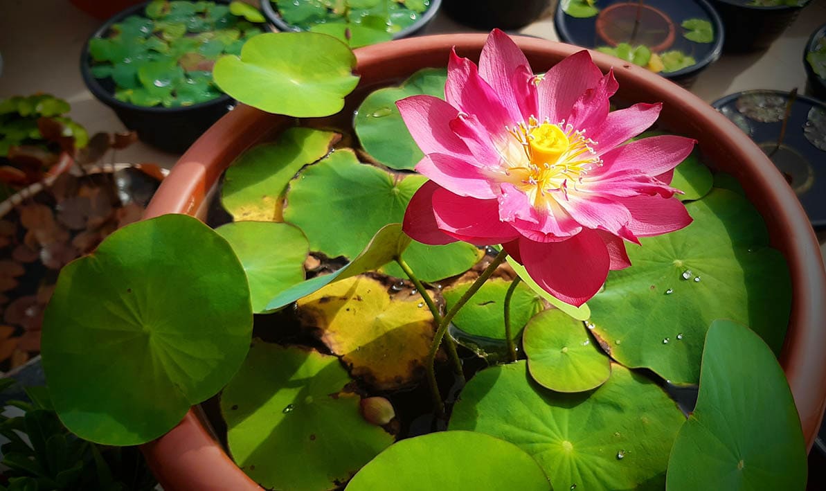 35 Types of Pink Flowers (with Pictures)