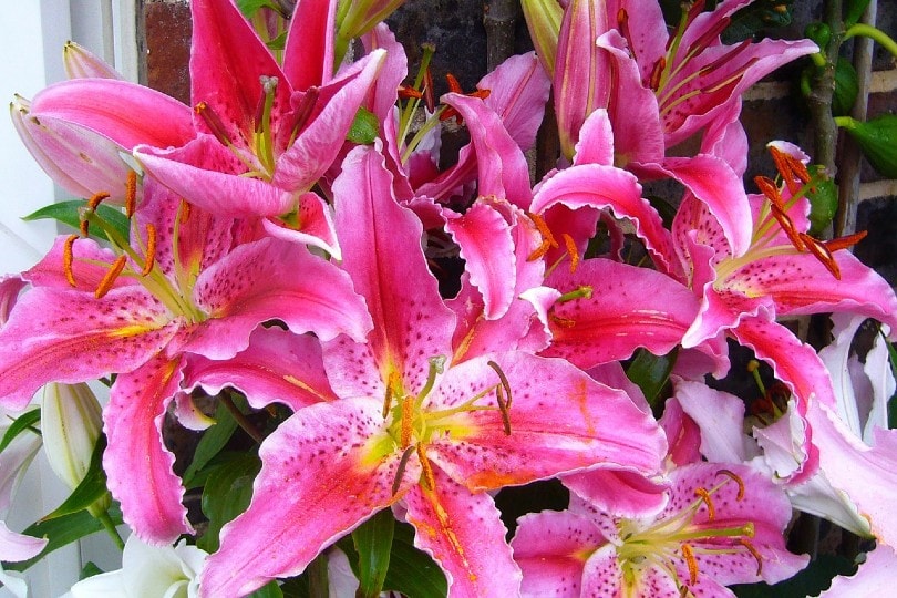 35 Types of Pink Flowers (with Pictures)
