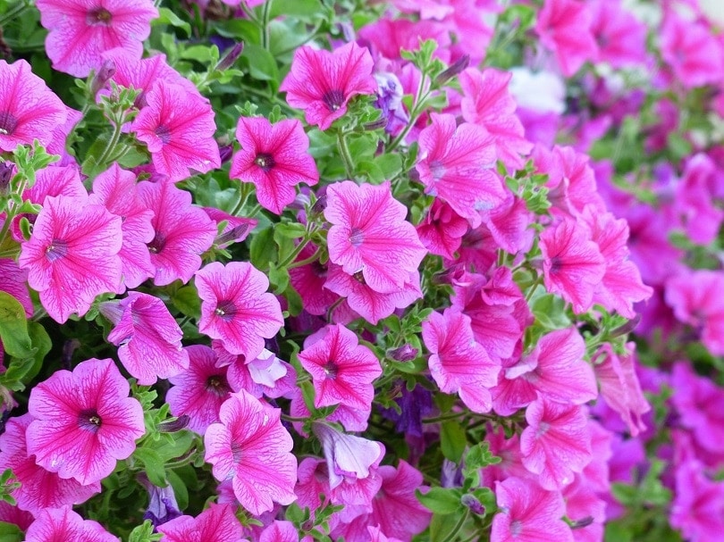 35 Types of Pink Flowers (with Pictures)