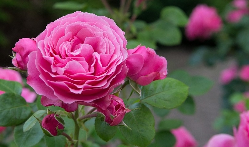 35 Types of Pink Flowers (with Pictures)
