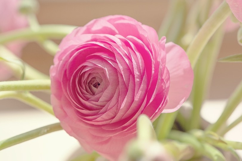 35 Types of Pink Flowers (with Pictures)