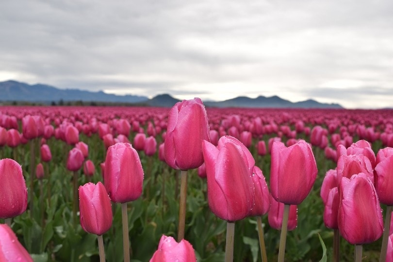 35 Types of Pink Flowers (with Pictures)