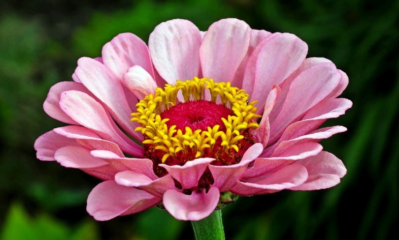 35 Types of Pink Flowers (with Pictures)