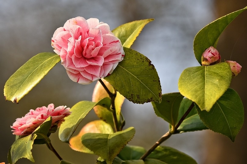 35 Types of Pink Flowers (with Pictures)