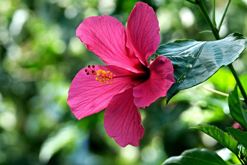 35 Types of Pink Flowers (with Pictures)