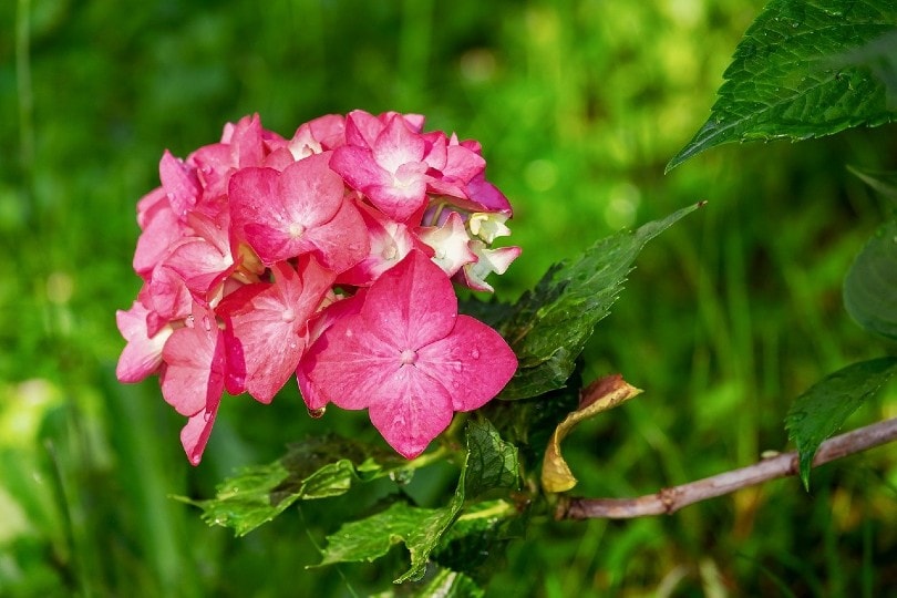 35 Types of Pink Flowers (with Pictures)