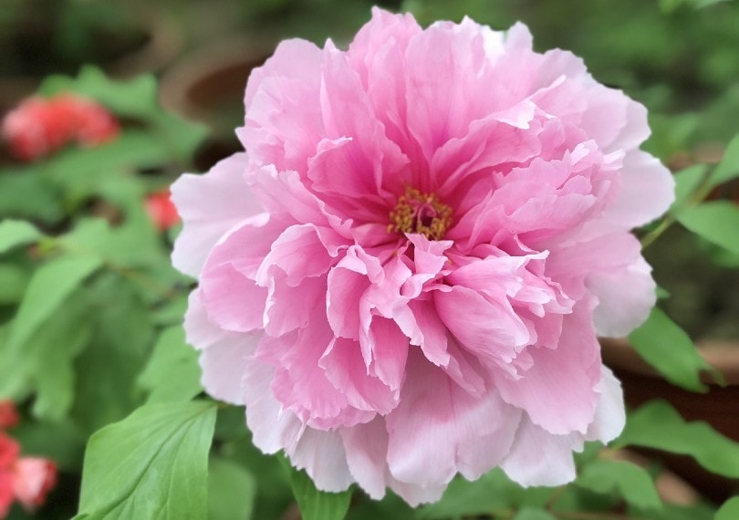 35 Types of Pink Flowers (with Pictures)