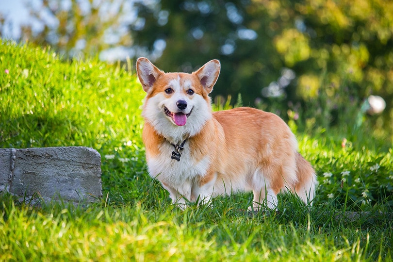 How to Treat Dog Urine Spots on Grass: 5 Practical Options