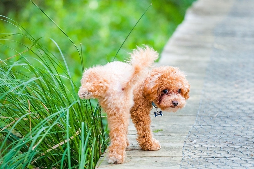 How to Treat Dog Urine Spots on Grass: 5 Practical Options