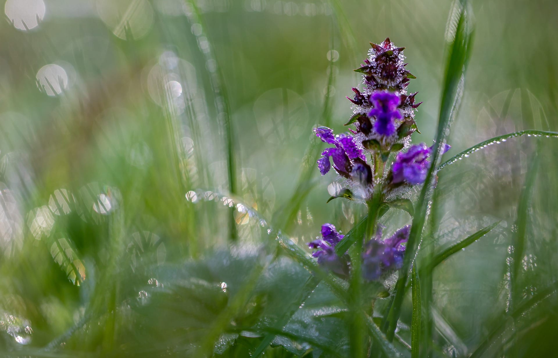 12 Hardy Plants Resistant to Dog Urine