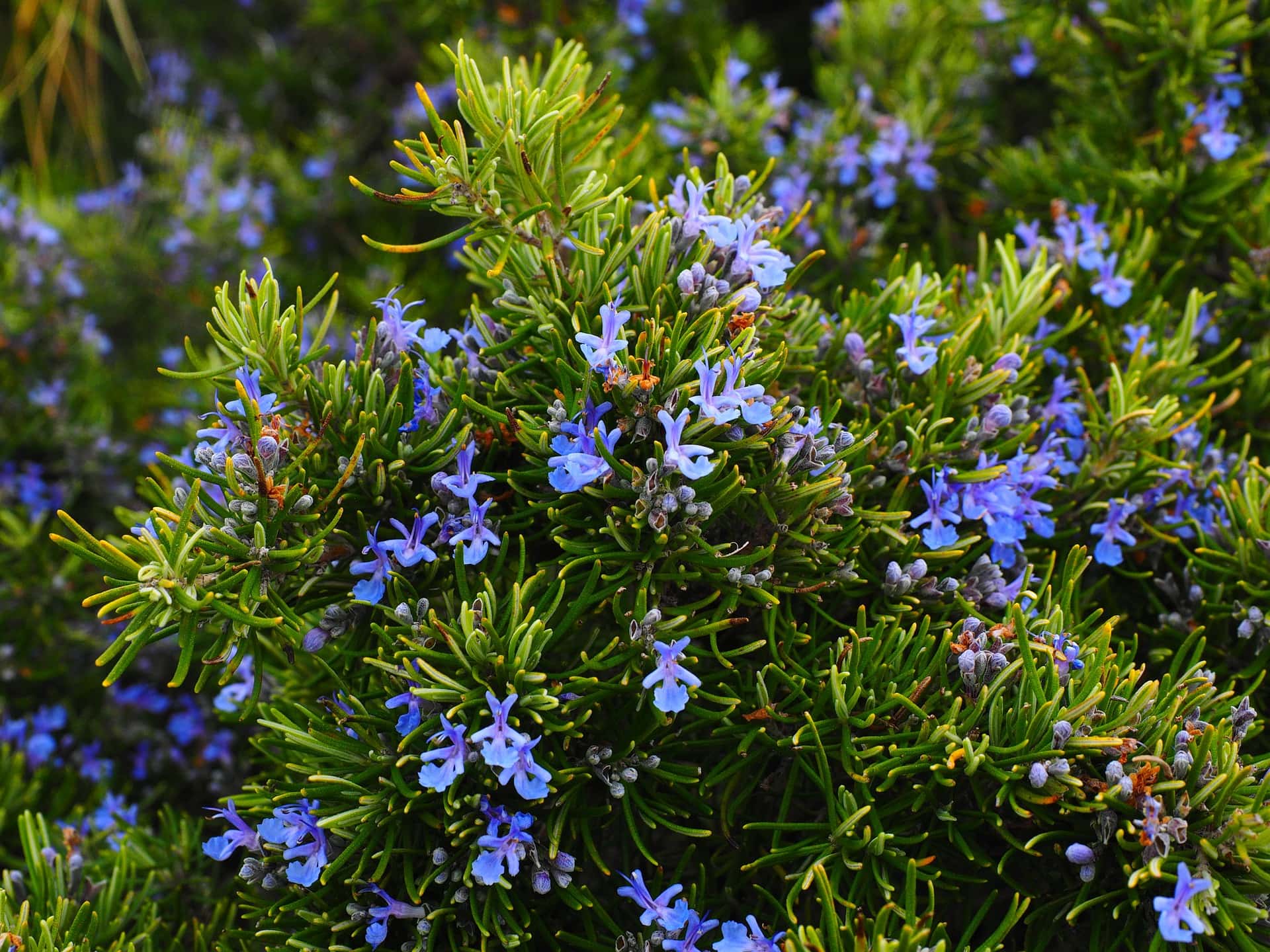 12 Hardy Plants Resistant to Dog Urine