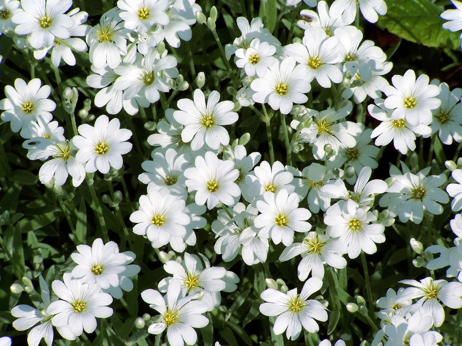 12 Hardy Plants Resistant to Dog Urine