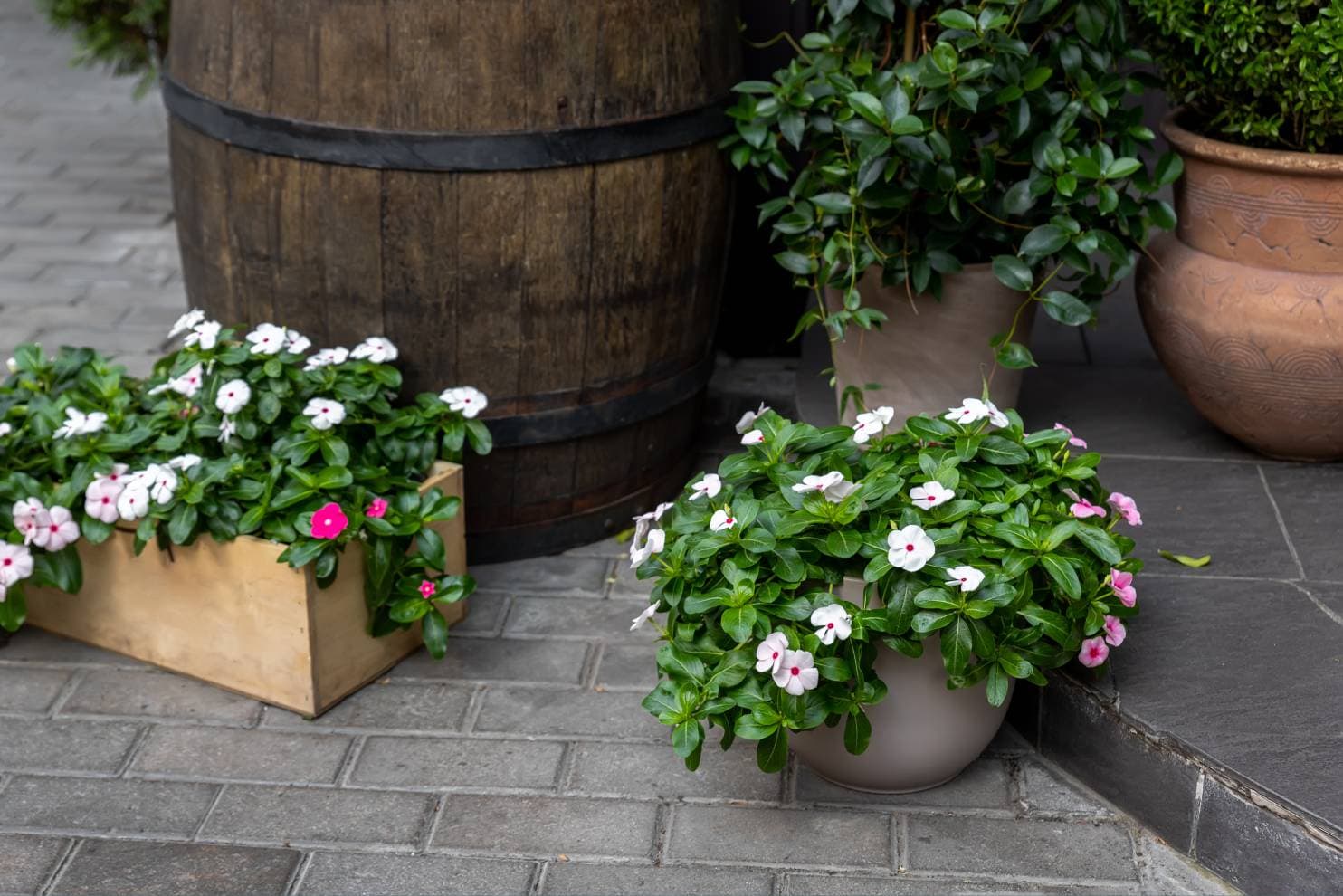 What Is The Best Wood For Planter Boxes? (With Pictures)