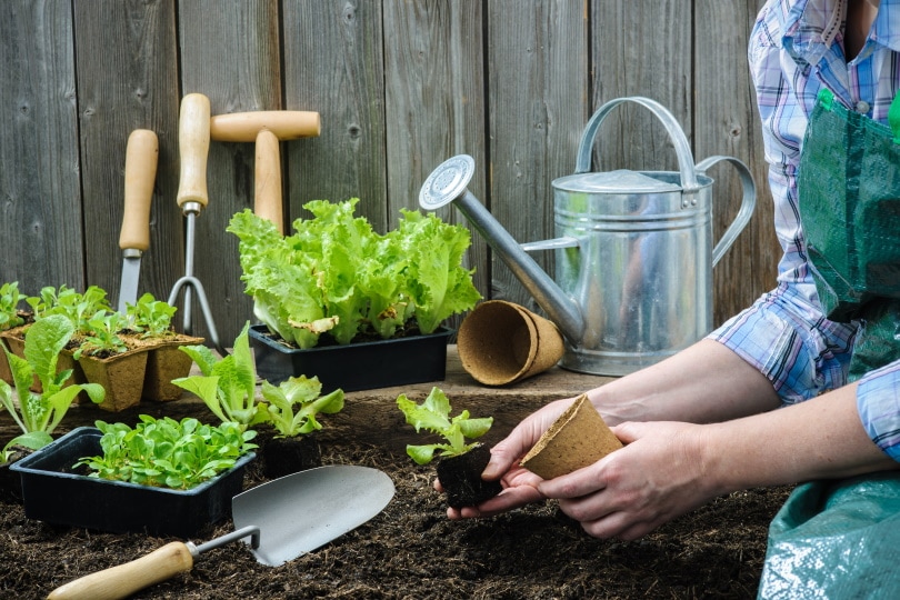 15 Best Vegetables to Grow in Minnesota