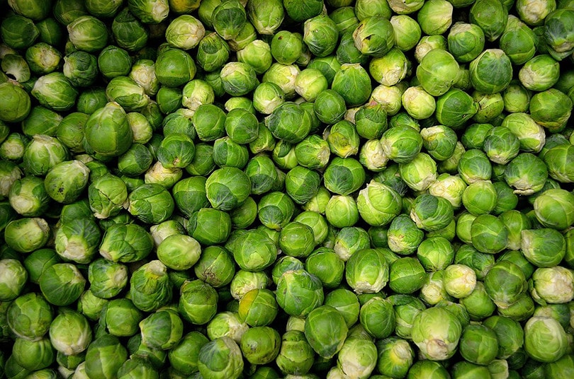 15 Best Vegetables to Grow in Minnesota