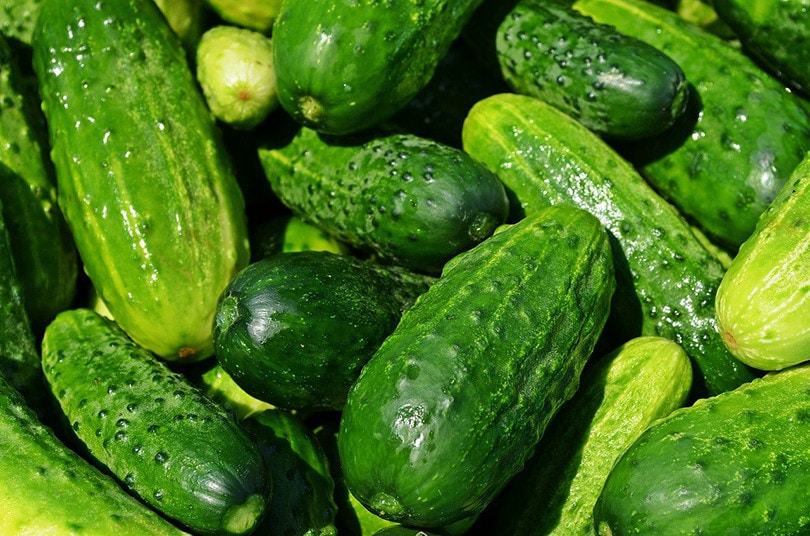 15 Best Vegetables to Grow in Minnesota