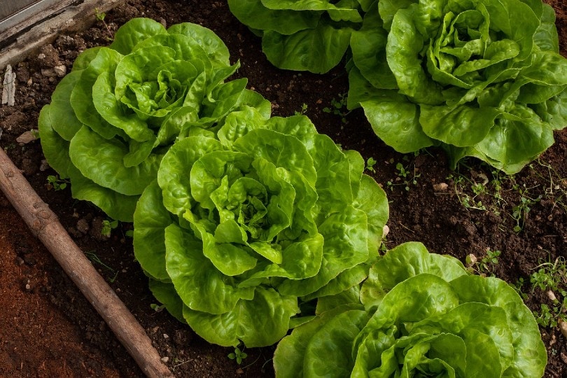15 Best Types of Vegetables to Grow Indoors Under Lights