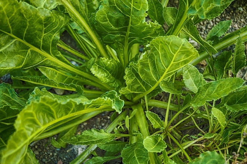 15 Best Types of Vegetables to Grow Indoors Under Lights