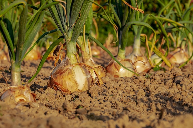 15 Best Types of Vegetables to Grow Indoors Under Lights