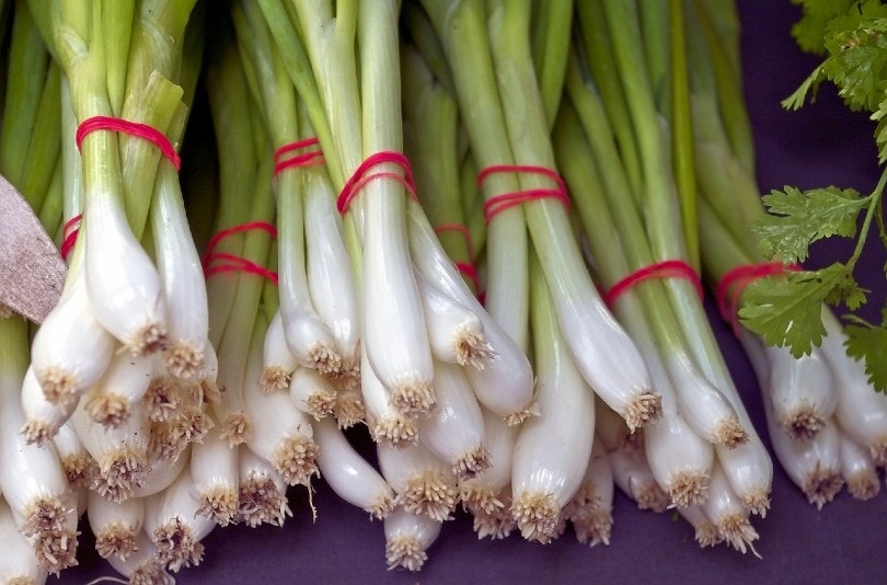 15 Best Types of Vegetables to Grow Indoors Under Lights