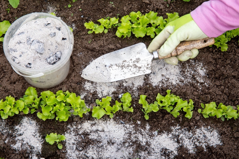 How To Get Rid of Ladybugs In Your House In 9 Steps (with Pictures)
