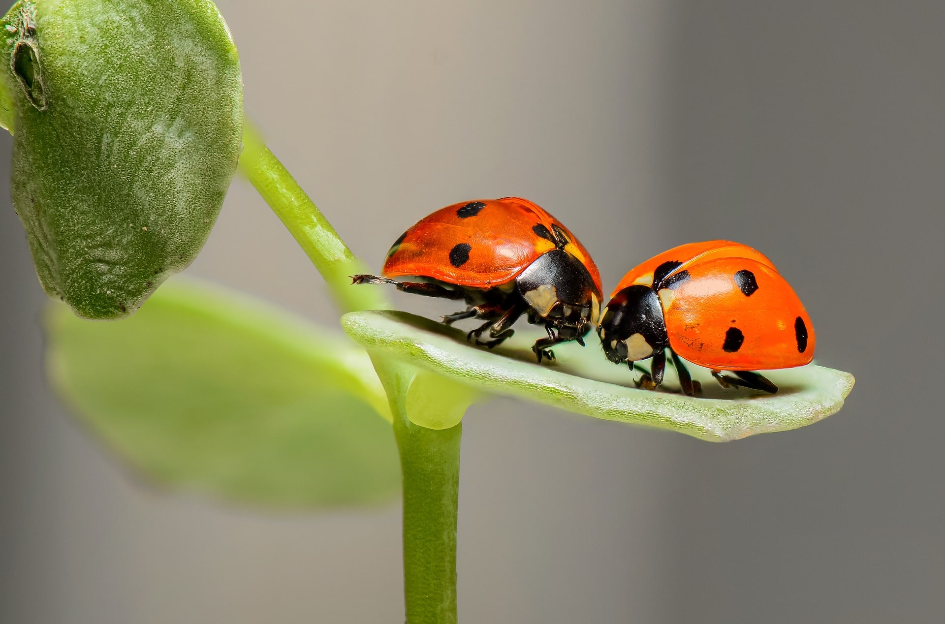 How To Get Rid of Ladybugs In Your House In 9 Steps (with Pictures)