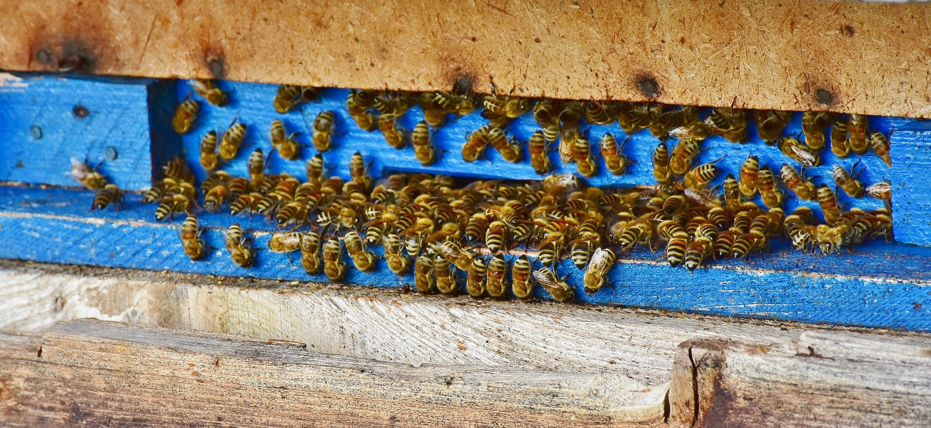 7 DIY Bee House Plans You Can Make Today (with Pictures)