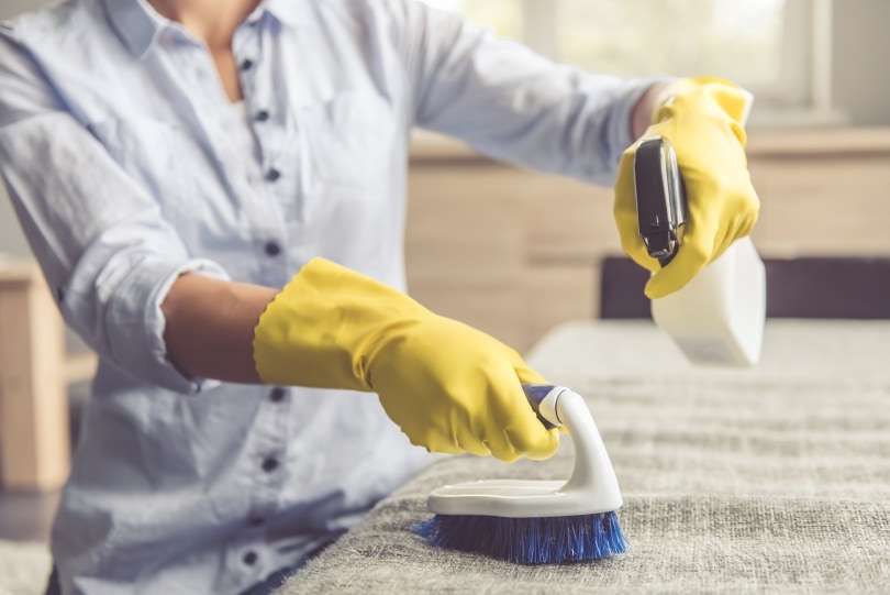 How to Get Dog Pee Smell Out of a Couch: 5 Practical Options
