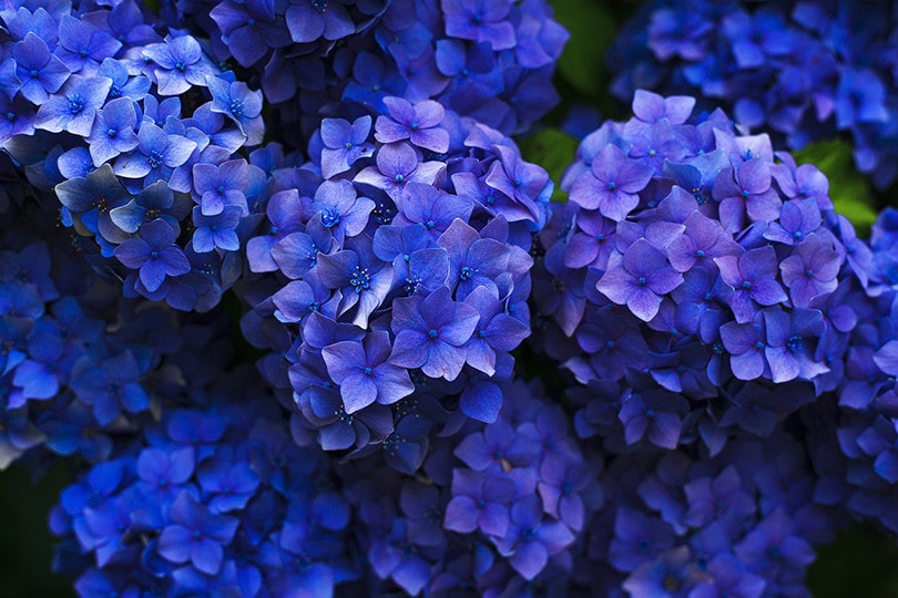 20 Easy Plants to Grow Outside (With Pictures)