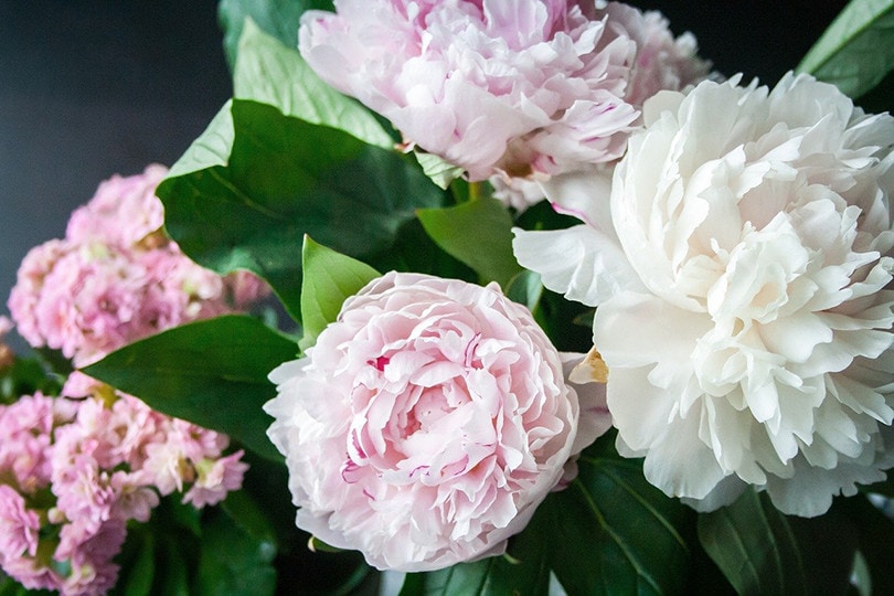 20 Easy Plants to Grow Outside (With Pictures)