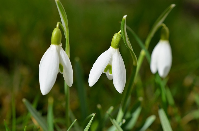 20 Easy Plants to Grow Outside (With Pictures)